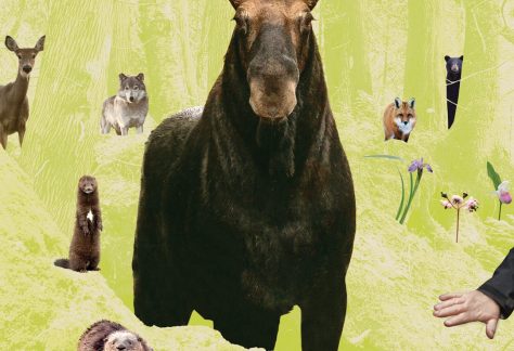 Affiche Dans la forêt