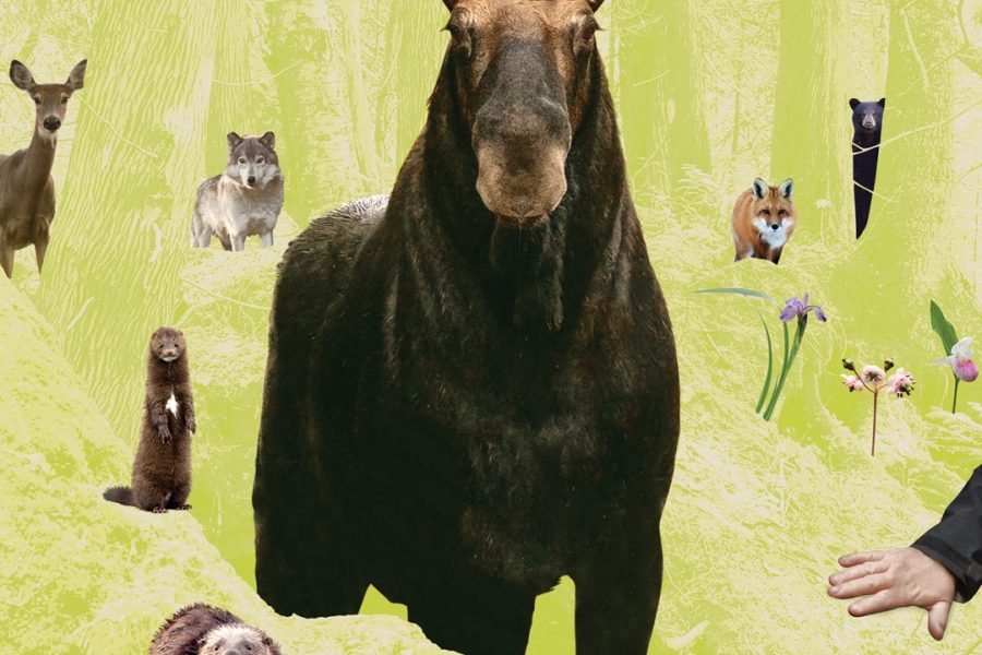 Affiche Dans la forêt