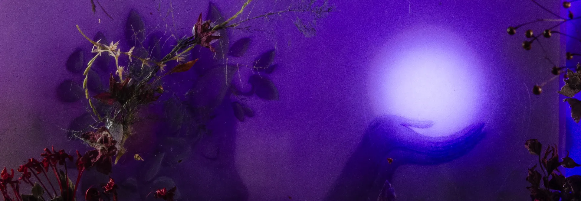 Photo du film d'animation Sappho